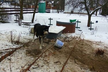 Wychudzony i wystraszony pies był przyczepiony do płotu metalowym łańcuchem