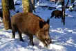 Nowe przypadki ASF w Podlaskiem. Chorobę ujawniono po odstrzale dzików