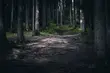 W 2016 r. w Nadleśnictwie Białowieża wycięto prawie 7,5 tys. drzew