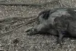 W podlaskich gminach znaleziono kolejne dziki zarażone ASF. Tym razem to padliny