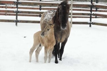 Ogierek i klaczka to nowi mieszkańcy Białowieskiego Parku Narodowego