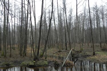 Kornik zagraża Puszczy Białowieskiej? Będzie wycinka drzew