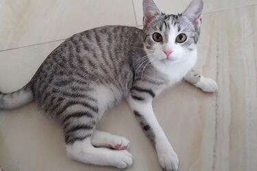 Kto zapewni opiekę bezdomnym kotom? Poszukiwana jest firma lub organizacja