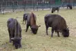 Puszcza Białowieska w internecie. Żubry podbiją Europę?