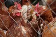 Ptasia grypa dotarła na Podlasie