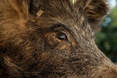Kolejne padłe dziki w naszym województwie. ASF nie odpuszcza