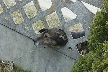 Głowa psa utknęła w betonowym ogrodzeniu. Na szczęście pomogli strażacy ochotnicy