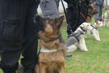 Policjanci poszukują psów do służby