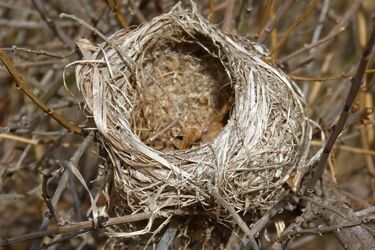 Czy ratować bezbronne pisklęta? 