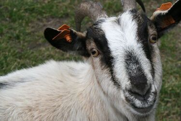 Wiosna zawitała do Akcent Zoo 