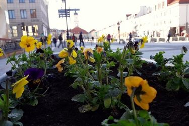Będzie kolorowo i radośnie. Białystok ubiera się w bratki i stokrotki