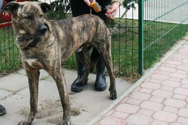 Około 200 psów czeka na adopcję. Wolontariusze zwiększają szanse na znalezienie im domu