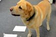 Labrador Amfi zainteresował się podejrzaną paczką