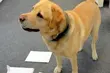 Labrador Amfi zainteresował się podejrzaną paczką