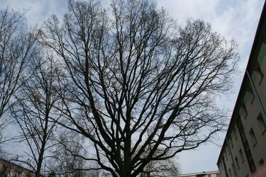 Wielki jak mały rycerz. 200-letni dąb dostał nowe imię