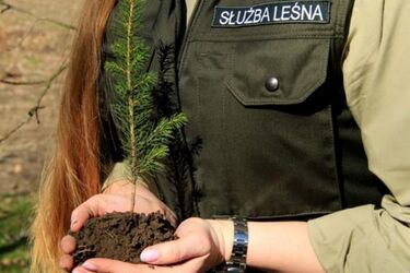 Leśnicy mają pełne ręce roboty. Rozpoczął się sezon odnowień i zalesień