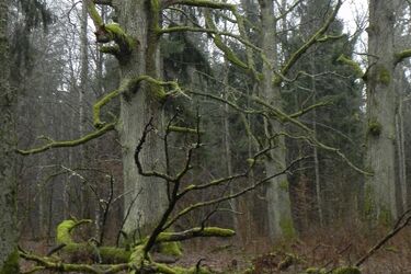 Puszcza Białowieska zamknięta? Protest i list do ministra Szyszki