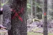 Puszcza Białowieska w przestrzeni miasta. Powstała oryginalna instalacja