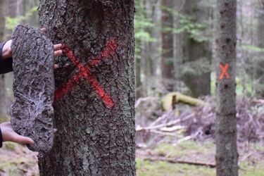 Puszcza Białowieska w przestrzeni miasta. Powstała oryginalna instalacja