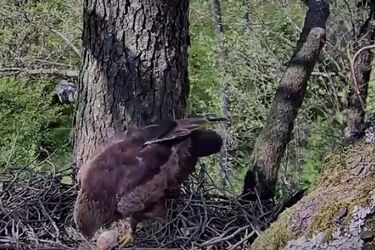 Znów można śledzić przygody orlików