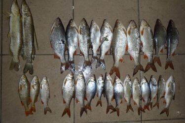 Z użyciem prądu "łowili" ryby. Ogłuszali je i wybierali z wody podbierakiem