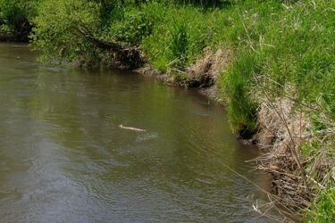 Z rzeki wyłowiono zwłoki mężczyzny. Śledczy ustalają jego tożsamość