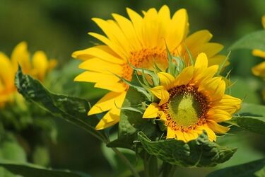 Po porannych zachmurzeniach czeka nas dużo słońca