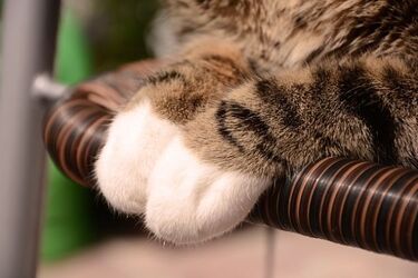 35-letni białostoczanin znęcał się nad kotkiem. Usłyszał wyrok w zawieszeniu