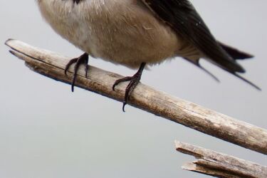Krajowa Sieć Stacji Obrączkowania Ptaków. Zaangażował się też UwB