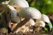 Spodziewane są częstsze zachmurzenia, a nawet i opady deszczu