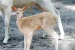 W Akcent ZOO przyszły na świat danielątka. Imiona wybiorą internauci