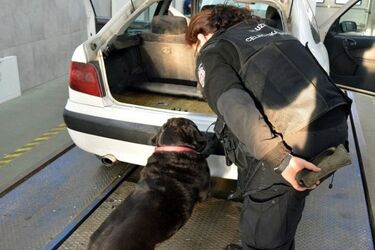 Podłogi samochodów skrywały kosztowną tajemnicę. Labradorka Koka nie dała się nabrać