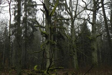 Koniec wycinki w Puszczy Białowieskiej. Twarde stanowisko UNESCO