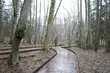 Puszcza Białowieska w Trybunale Sprawiedliwości. Czy będzie koniec wycinki?
