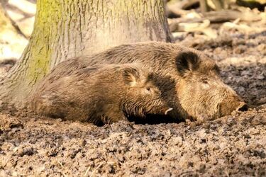 ASF w Podlaskiem. Pojawiło się kolejne ognisko choroby, będą nocne odstrzały dzików