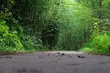 Kolejne podejście do budowy ścieżek w Lesie Zwierzynieckim