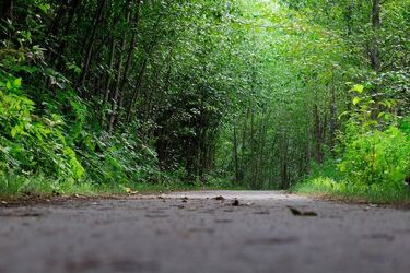 Kolejne podejście do budowy ścieżek w Lesie Zwierzynieckim