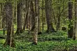 Będzie debata o Puszczy Białowieskiej