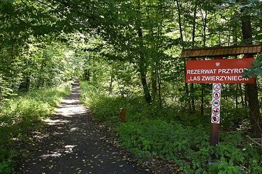Nie wszyscy chcą ingerencji w Las Zwierzyniecki. Będą protesty?