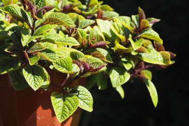 W piątek temperatura wyniesie 25°C