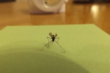 Białostoczanie walczą z komarami. Sprawdzamy, jakiego oręża używają