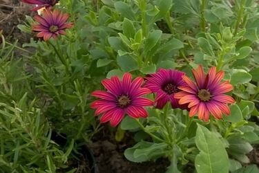 W pogodzie bez wielkich zmian. Nadal będzie pochmurno i chłodno