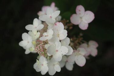 Chmury i deszcz - tak zapowiada się czwartek