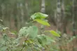Grzybobranie bywa niebezpieczne [WIDEO]