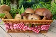 Grzybobranie. O czym warto pamiętać?