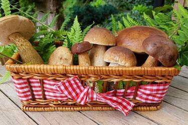 Grzybobranie. O czym warto pamiętać?
