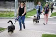 Psy w hajnowskim schronisku potrzebują pomocy. Brakuje środków na ich utrzymanie