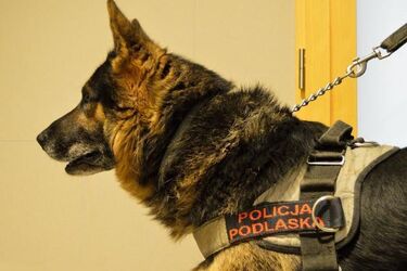 84-latka wyszła z domu na boso i w koszuli nocnej. Na trop wpadł policyjny pies