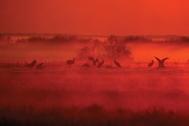 Fotografie znad Biebrzy w nowym albumie
