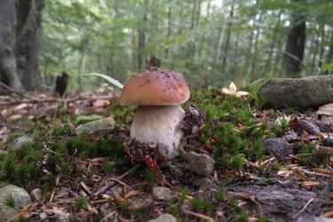 83-latek wybrał się na grzyby. Nie spodziewał się tego, co go spotkało